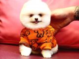 Pomeranian Boo Karbeyaz Bomba Yavrumuz