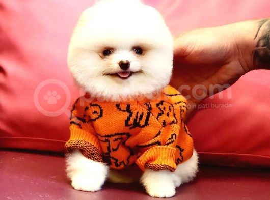 Pomeranian Boo Karbeyaz Bomba Yavrumuz görsel