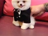 Pomeranian Boo Beyaz Sifir Burun Garantili
