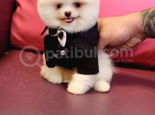 Pomeranian Boo Beyaz Sifir Burun Garantili görsel