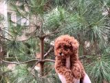 Üst Kalite Kore Kanı Toy Poodle Yavrularimiz