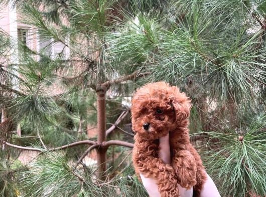 Üst Kalite Kore Kanı Toy Poodle Yavrularimiz