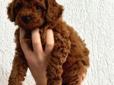 2 Aylık Safkan Red Brown Toy Poodle Erkek