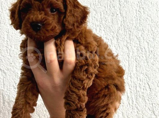 2 Aylık Safkan Red Brown Toy Poodle Erkek görsel
