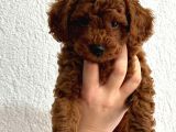 2 Aylık Safkan Red Brown Toy Poodle Erkek