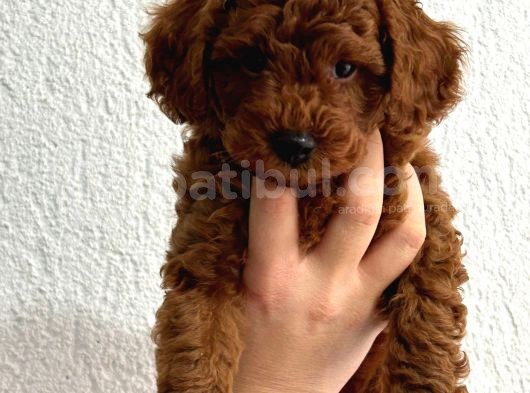 2 Aylık Safkan Red Brown Toy Poodle Erkek