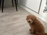 4 Aylık Toy Poodle Yavru