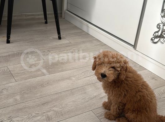 4 Aylık Toy Poodle Yavru görsel
