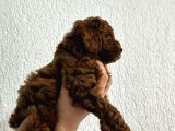 2 Aylık Safkan Red Brown Toy Poodle Erkek