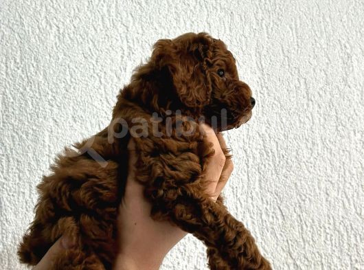 2 Aylık Safkan Red Brown Toy Poodle Erkek görsel