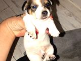 Enerji Topları Minik Jackler
