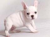 Son Bir Karbeyaz Kızımız