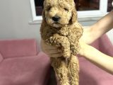 4 Aylık Toy Poodle Yavru