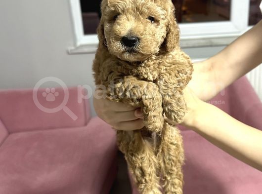 4 Aylık Toy Poodle Yavru görsel