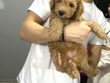 4 Aylık Toy Poodle Yavru