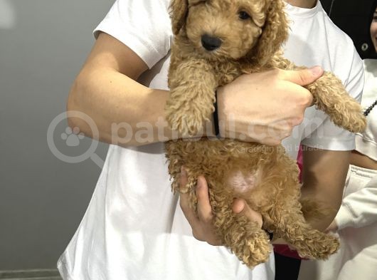 4 Aylık Toy Poodle Yavru görsel