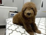 4 Aylık Toy Poodle Yavru