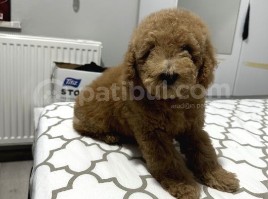 4 Aylık Toy Poodle Yavru görsel