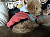 4 aylık toy poodle yavru