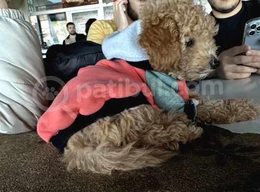 4 Aylık Toy Poodle Yavru