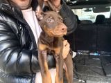 Safkan Kızıl Renk Doberman Yavrularız