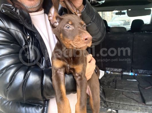 Safkan Kızıl Renk Doberman Yavrularız görsel