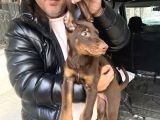 Safkan Kızıl Renk Doberman Yavrularız