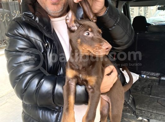 Safkan Kızıl Renk Doberman Yavrularız görsel