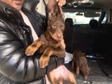 Safkan Kızıl Renk Doberman Yavrularız