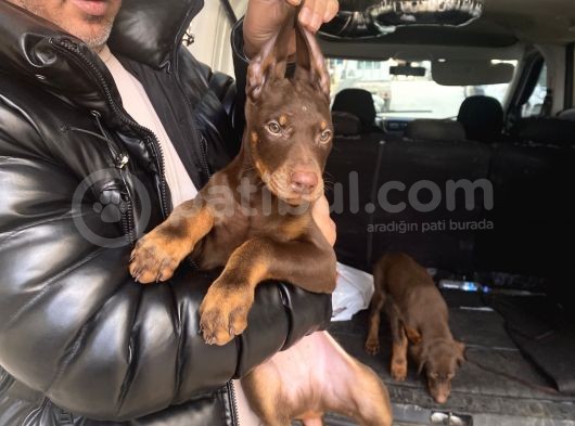 Safkan Kızıl Renk Doberman Yavrularız görsel