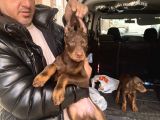 Safkan Kızıl renk doberman yavrularız