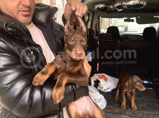 Safkan Kızıl Renk Doberman Yavrularız