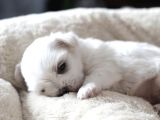 Safkan Teacup Maltese Bebeklerim