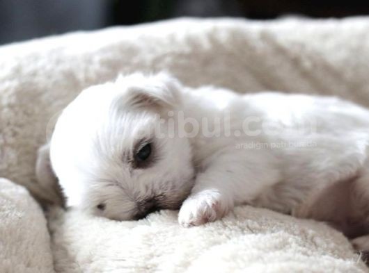 Safkan Teacup Maltese Bebeklerim