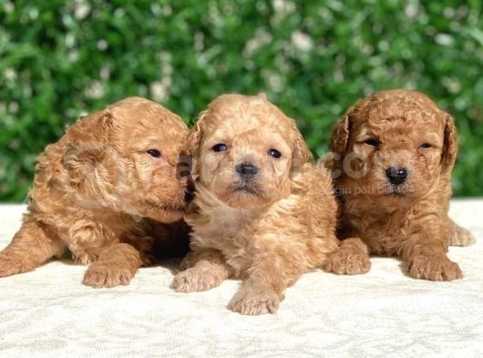 Safkan Kore Toy Poodle Bebişler görsel
