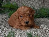 Safkan Kore Toy Poodle Bebişler