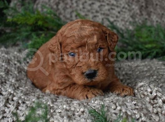 Safkan Kore Toy Poodle Bebişler