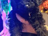 Siyah toy poodle