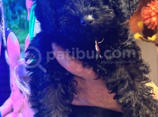 Siyah Toy Poodle