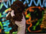 Safkan Kore Toy Poodle Bebişler