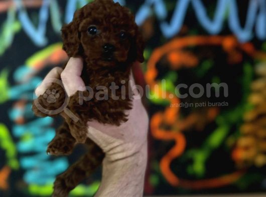 Safkan Kore Toy Poodle Bebişler görsel