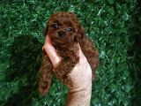 Safkan Kore Toy Poodle Bebişler