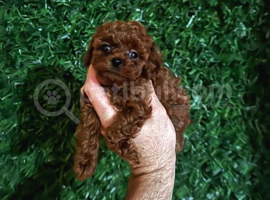 Safkan Kore Toy Poodle Bebişler görsel