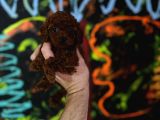 Safkan Kore Toy Poodle Bebişler