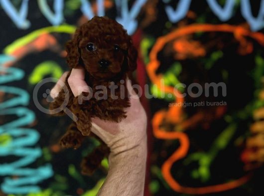 Safkan Kore Toy Poodle Bebişler görsel
