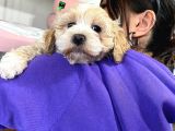 Sevi̇mli̇ Malti̇poo Bebekler