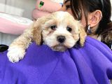 SEVİMLİ MALTİPOO BEBEKLER