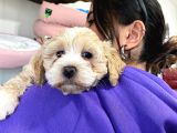 Sevi̇mli̇ Malti̇poo Bebekler