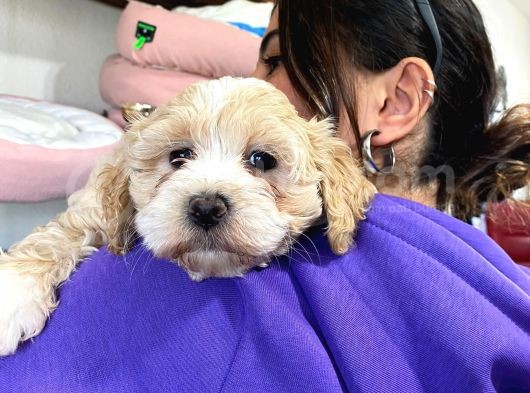 Sevi̇mli̇ Malti̇poo Bebekler görsel