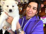 Beyaz Husky Si̇bi̇rya Kurdu Yavrular